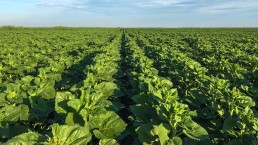 Rows of cabbage in big field, IWC Agriculture