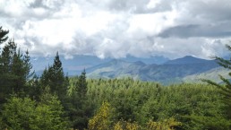 View over forest and mountains, IWC timberland